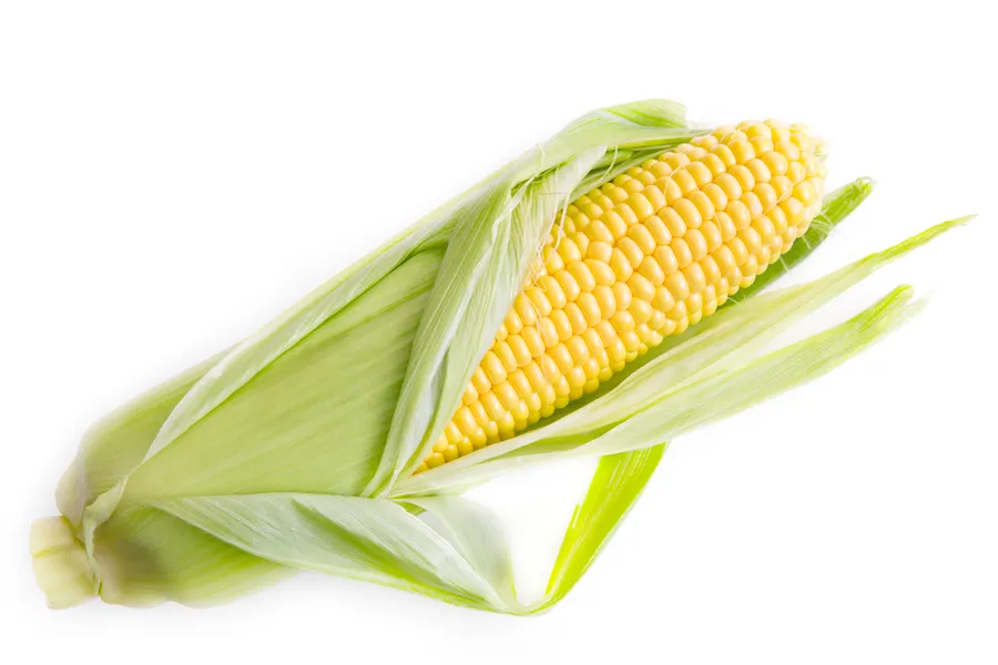 Maize (Corn)