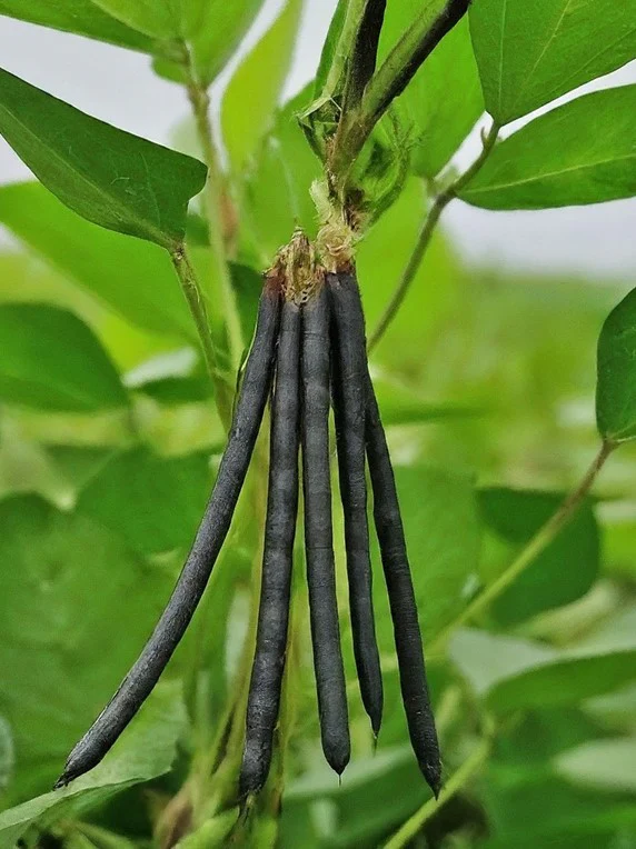 Black Gram