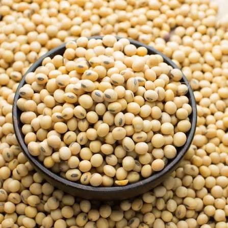 Soybean
